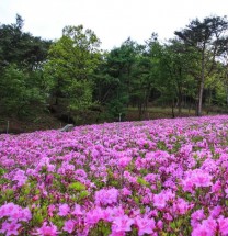 청양, 우산 철쭉 동산으로 꽃 구경오세요!