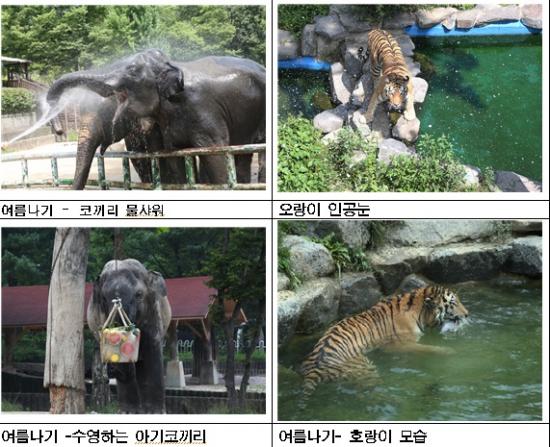 보양식 먹고 냉수샤워하고… 서울대공원 동물들의 폭염나기